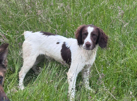 Young Springer dog looking for the best of homes!