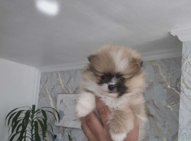 Pomeranian Teddy bear puppies
