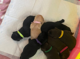 Stunning KC Registered Labrador Puppies - Looking for Their Forever Home