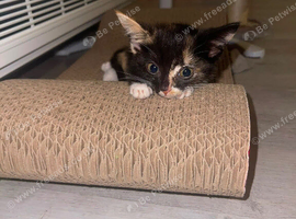 8 week old kitten