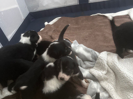 Border Collie Puppies &ndash; Ready in 4 Weeks &ndash; 9 Available