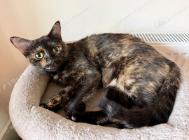 A Tortie kitty looking for a new hom