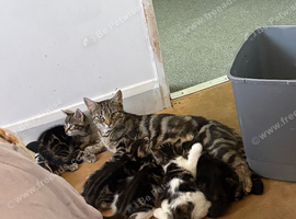 Maine coon x tabby