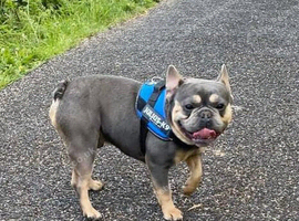 French Bulldog Male 9 years old