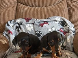 Dachshund pups