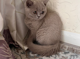 Gorgeous lilac,Pure British shorthair kitten