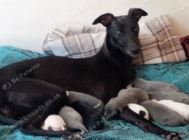REDEVELYN WHIPPET'S, KC REG NR GLOUCESTER.