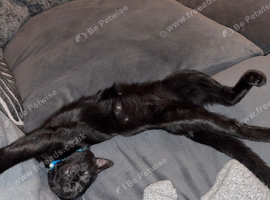 Male cat Milo for sale