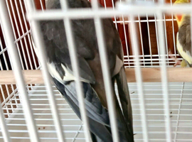 2 male cockateil for sale.