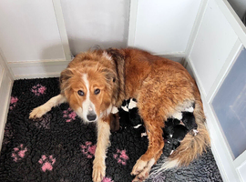 Lassie/Border Collie X Toy Poodle