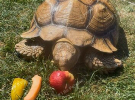 Sulcata tortoise