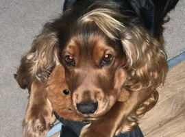 Experienced Home Wanted for Oakley: A Loving 2-Year-Old Cocker Spaniel