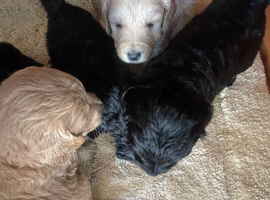 1 beautiful black and white girl still available