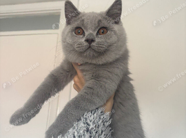 Pedigree Registered Male, CHAMPION BLOODLINE BSH