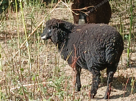 Coloured ryeland  x lambs
