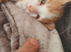 Fluffy ginger and white boy 8.5 weeks old
