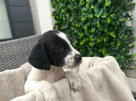 Beautiful Cocker spaniel puppies for sale