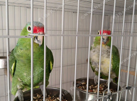A pair of red Lord Amazon's for sale