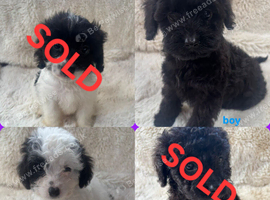CAVAPOO'S