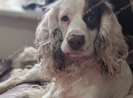 Entire male spaniel