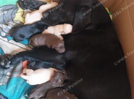 Labrador puppies ready now