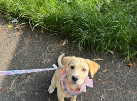 Beautiful 5-Month-Old Female Labrador Looking for Her Forever Home