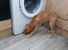 3 boy lurcher pups