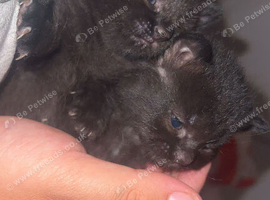4 kittens available