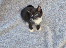 13 week old kittens