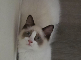 Fluffy Ragdoll kittens
