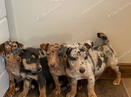 Jack Russell puppies now ready