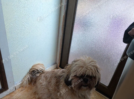 Good home wanted shih Tzu bitch