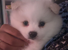 Pomeranian puppy for Sale