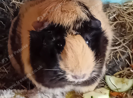 3 female/ 1 male guinea pigs