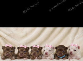 Long haired Chihuahuas