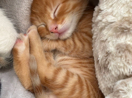 5 kittens 100 each deposit wanted