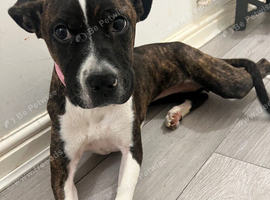 Staffordshire Bull Terrier x American Bulldog