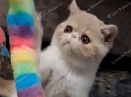 Stunning exotic/persian kittens