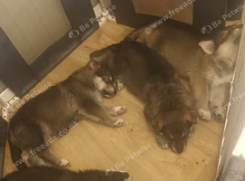 Wolfdog/husky hybrid Cross german shepherd
