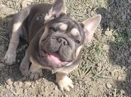 Female Big Rope French Bulldog