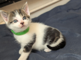 Tabby/grey and white kittens!