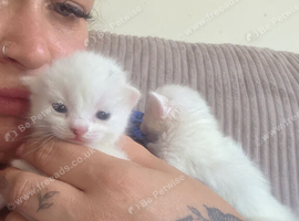 Kitten