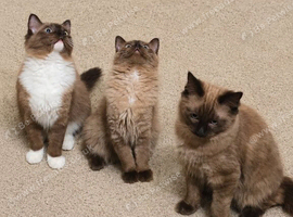 Purebred Traditional & Cherubim (Mink) Ragdolls