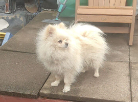 Dog