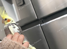 8 week old cockatiel