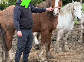 15:1hh cob stallion