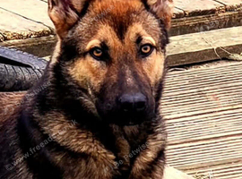 2 brothers shepskys