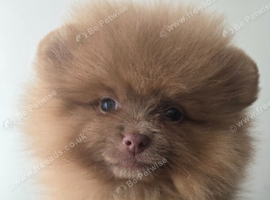 CHIAO LI YA lineage pomeranian puppies