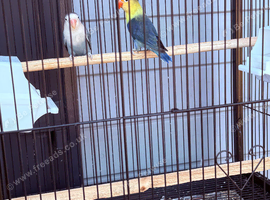 4 lovebirds with cage