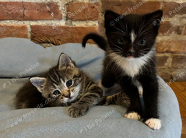Adorable Kittens